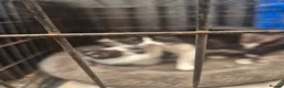 Mixed Breed cats for sale: 4x 9 wk old male kittens-2x black&white 2 x black - Advert 7