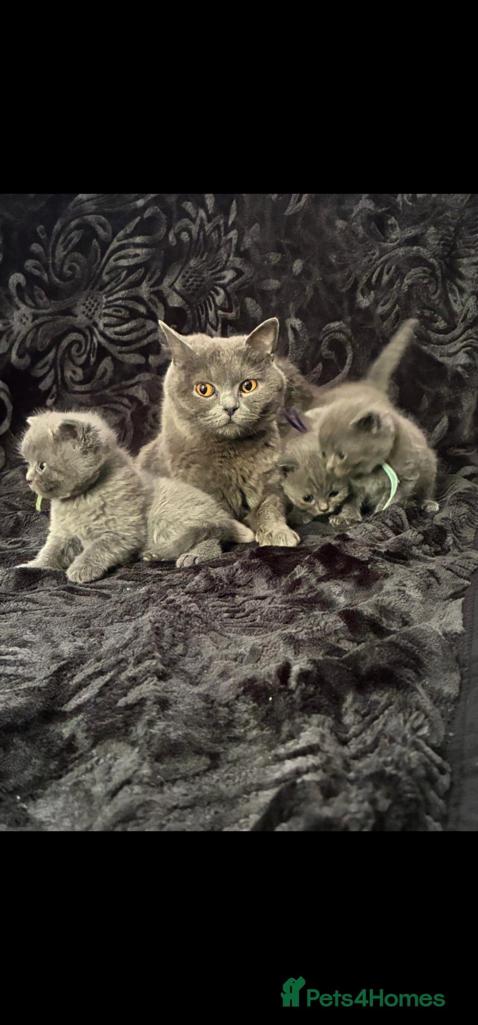 British Shorthair cats Bsh blue kittens for sale stunning litter - Advert 1
