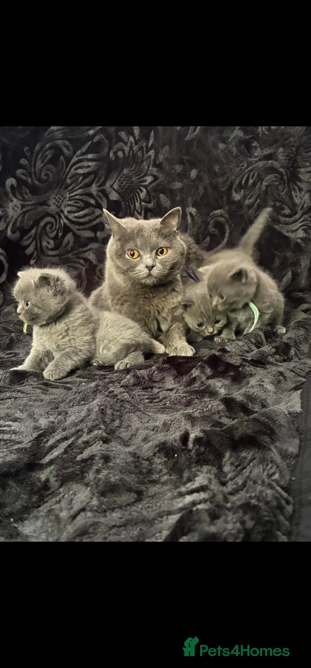 British Shorthair cats for sale: Bsh blue kittens for sale stunning litter in Oldham - Advert 1