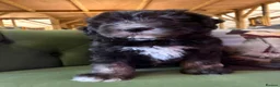 Sheepadoodle dogs for sale: Midi Sheepadoodle READY NOW - Advert 5