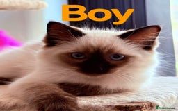 Ragdoll cats for sale: Last lovely ragdoll girl is waiting for U - Image 7