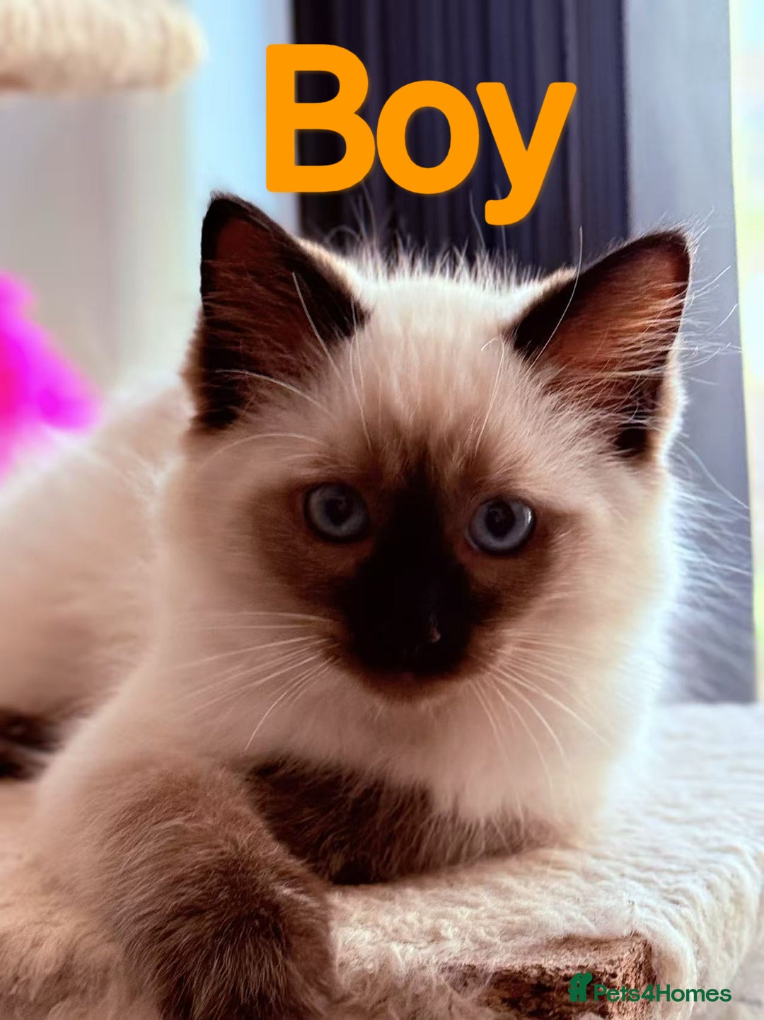 Ragdoll cats for sale: Last lovely ragdoll girl is waiting for U - Image 7
