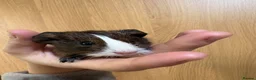 Guinea Pig rodents for sale: Baby guinea pigs for sale  - Advert 12