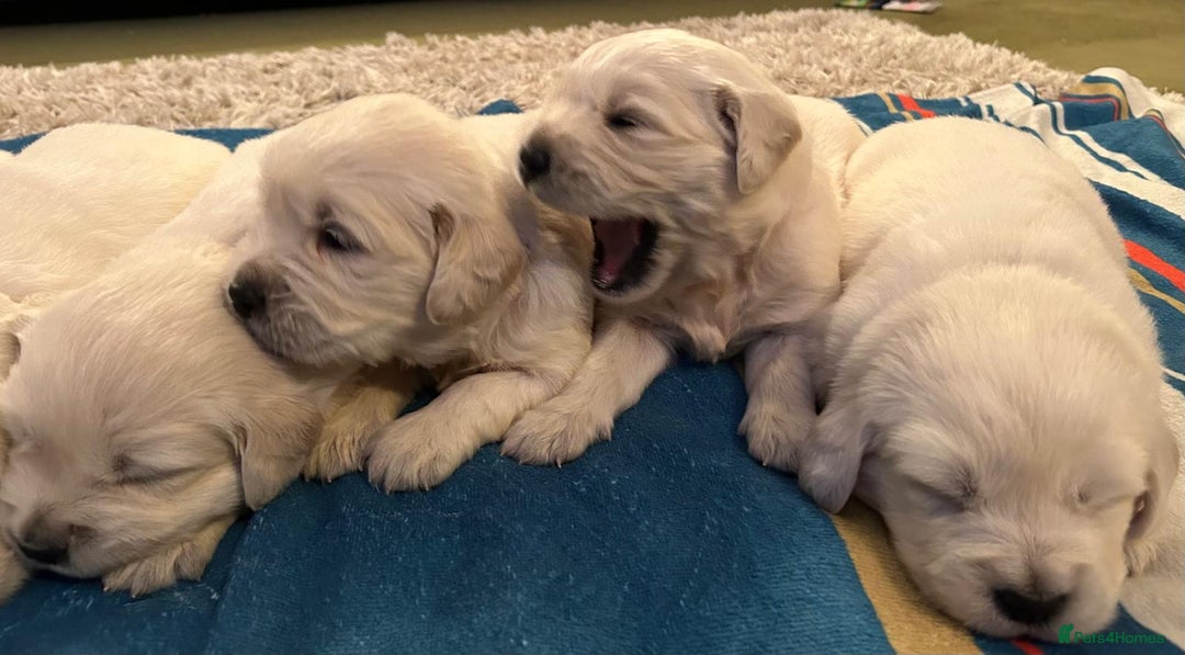 Golden Retriever dogs for sale: Chunky, cream pups - Image 19