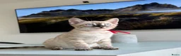 Bengal cats for sale: ✨NEW✨ TICA Pedigree Championship Bengal Kittens - Advert 7