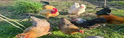 Chickens poultry for sale: 6 x Hatching Eggs available Mixed Bantams  - Advert 6