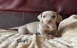 Miniature Dachshund dogs for sale: Stunning KC Registered Miniature Dashound  - Image 12