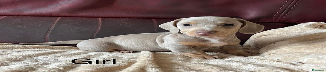 Miniature Dachshund Puppy 6