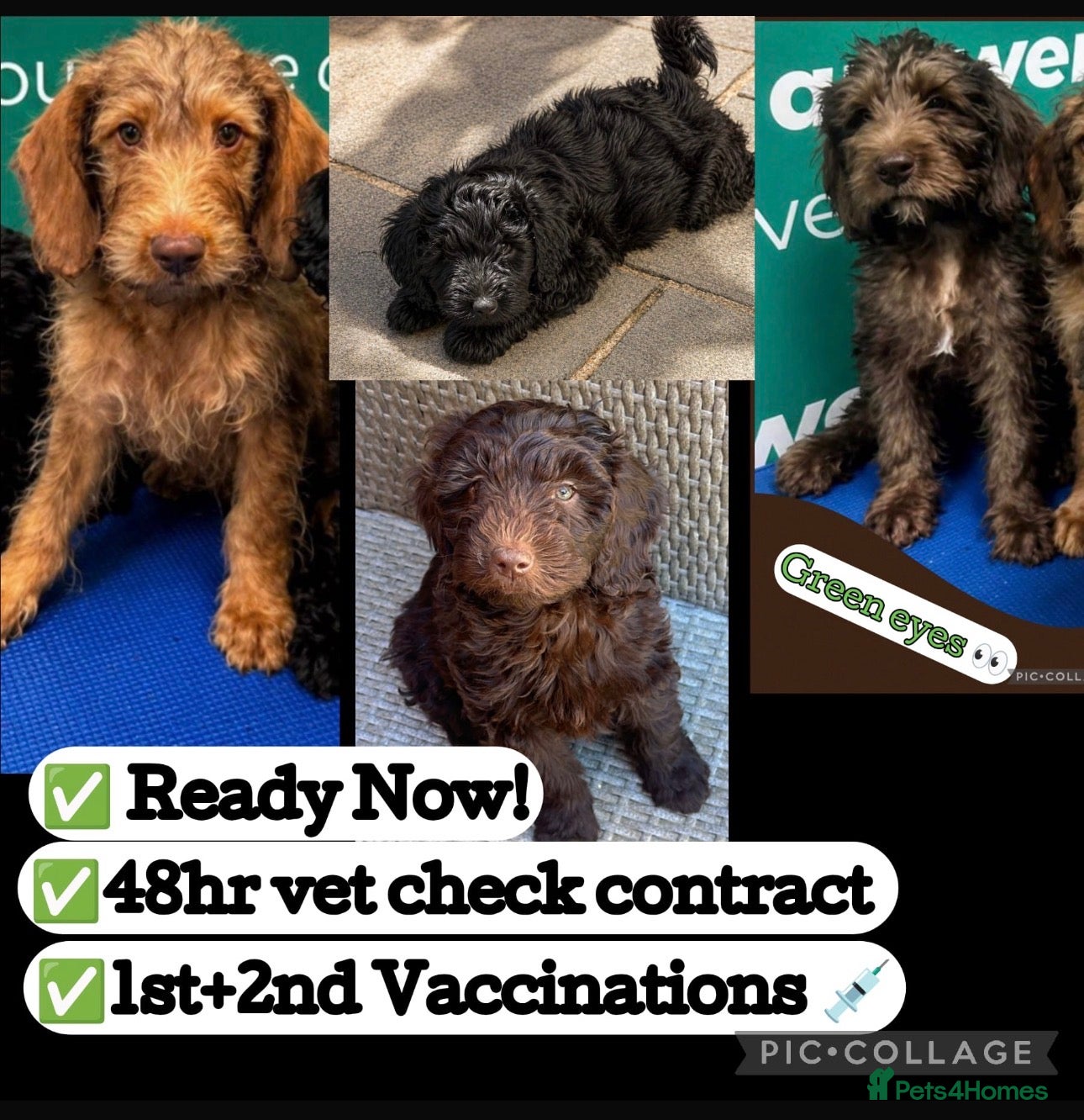 Australian Labradoodle dogs ⭐️Reduced⭐️all ready for new homes fully vacs  - Advert 1