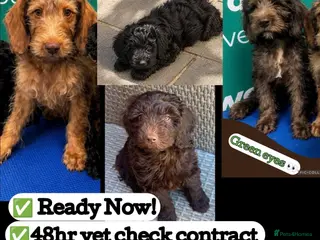 Australian Labradoodle dogs ⭐️Reduced⭐️all ready for new homes fully vacs - Advert 5