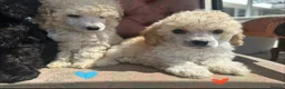 Miniature Poodle dogs for sale: Pedigree club registered Miniature poodles  - Advert 27