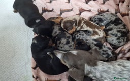 Miniature Dachshund dogs for sale: Dapple Piebald Miniature Dachshund Puppies - Advert 2