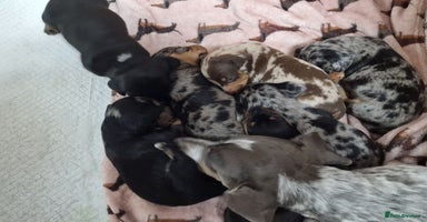 Miniature Dachshund dogs Dapple Piebald Miniature Dachshund Puppies - Advert 14
