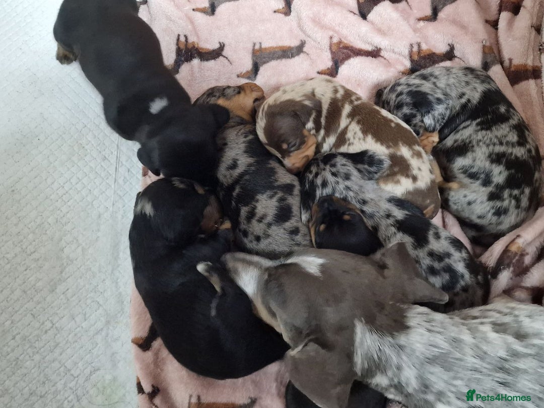 Miniature Dachshund dogs for sale: Dapple Piebald Miniature Dachshund Puppies - Advert 2