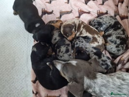 Miniature Dachshund dogs Dapple Piebald Miniature Dachshund Puppies - Advert 1