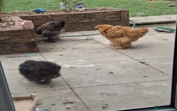 Hens poultry for sale: Hens x 6 - Advert 5