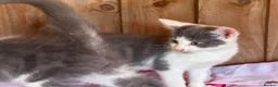 Mixed Breed cats for sale: 2 grey and white boys Ragdoll x - Advert 6