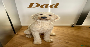 Mixed Breed dogs Adorable Tuxedo Sheepadoodle Puppies! - Advert 13