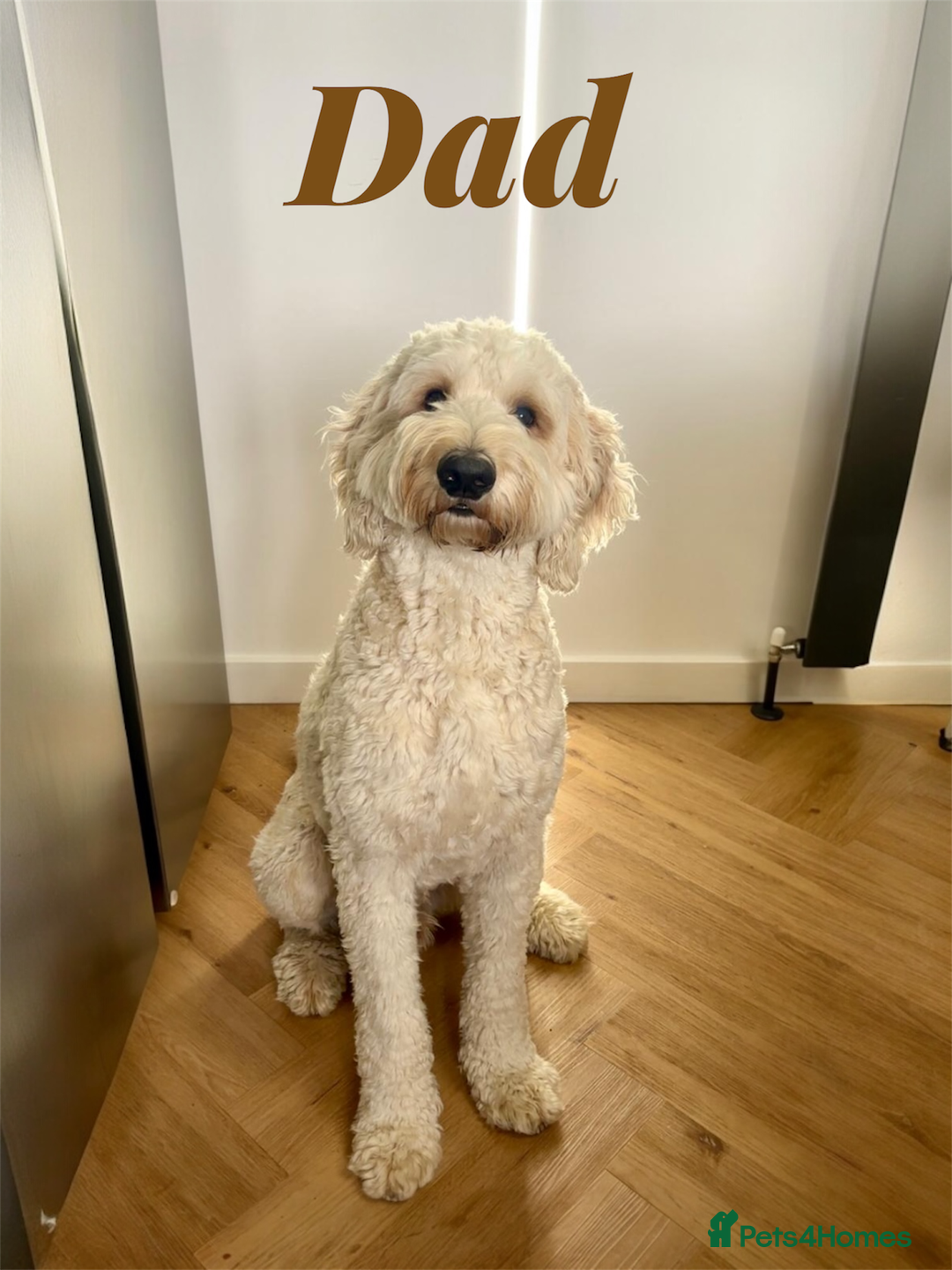 Mixed Breed dogs for sale: Sheepadoodle Puppies! Tuxedo Marking - Advert 2