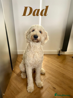 Mixed Breed dogs Adorable Tuxedo Sheepadoodle Puppies! - Advert 7