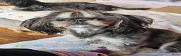 Shih Tzu dogs for stud: Handsome imperial shihtzu *NOW PROVEN* - Advert 2