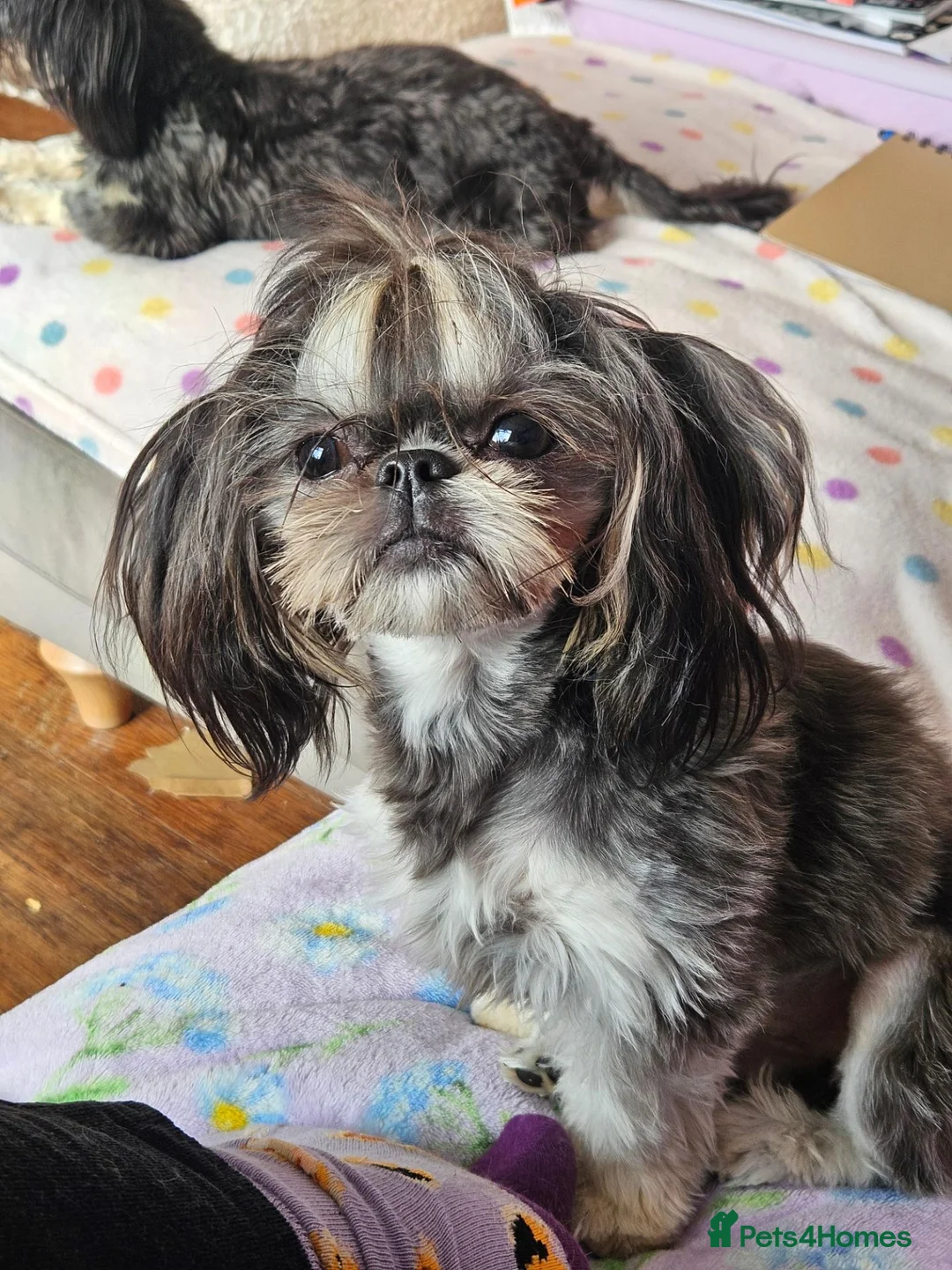 Shih Tzu dogs for stud: Handsome imperial shihtzu *NOW PROVEN* - Advert 2