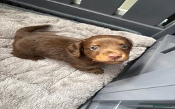 Miniature Dachshund dogs for sale: Long haired miniature dachshunds  - Image 21