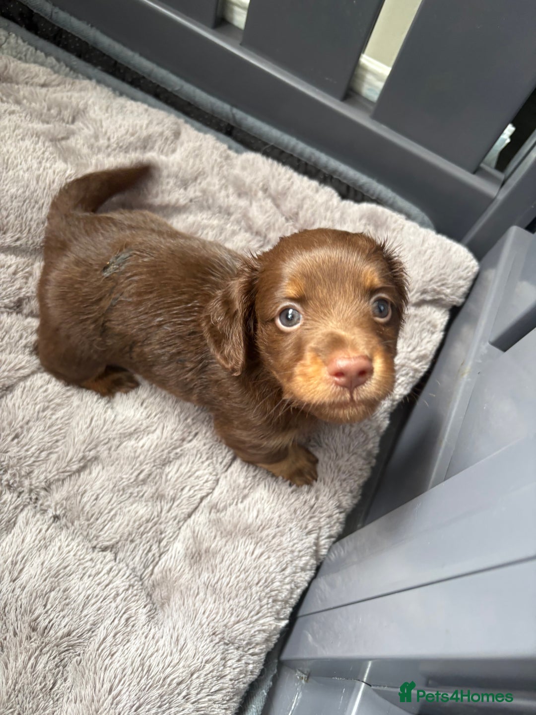Miniature Dachshund dogs for sale: Long haired miniature dachshunds  - Image 21