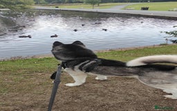 Siberian Husky dogs for sale: Loving 2-Year Old Husky Looking for a Forever Home - Image 3