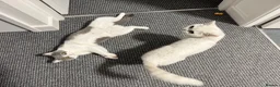 British Shorthair cats for sale: BSH Kittens - GCCF Registration Included - Advert 7