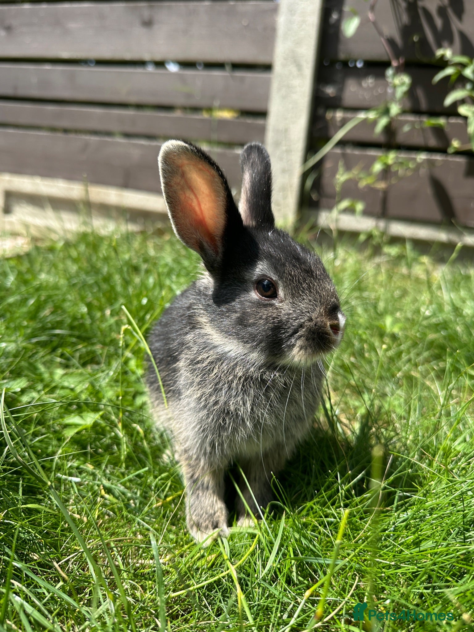 Dwarf Lop rabbits Beautiful Dwarf lop litter (Ready in one week)  - Advert 1