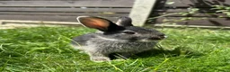 Dwarf Lop rabbits for sale: Beautiful Dwarf lop litter (Ready in one week)  in Bedford - Advert 1
