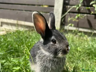 Dwarf Lop rabbits Beautiful Dwarf lop litter (Ready in one week) - Advert 1