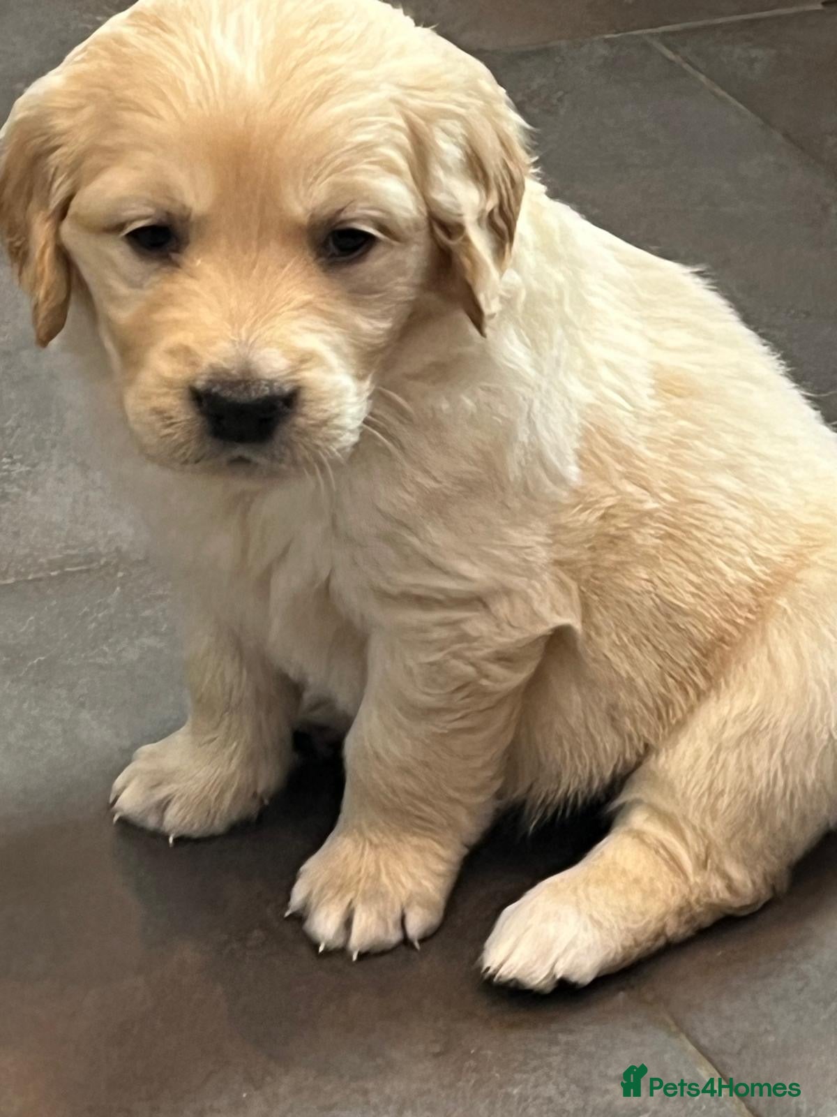 Golden Retriever dogs Kennel Club Health Tested Golden Retriever Puppies - Advert 2