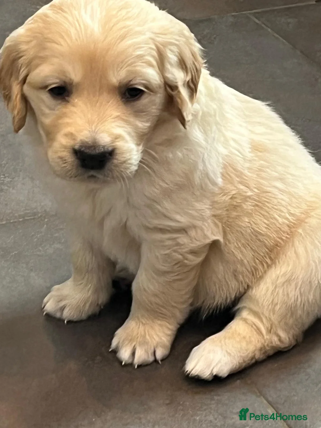 Golden Retriever dogs for sale: Kennel Club Health Tested Golden Retriever Puppies - Advert 2