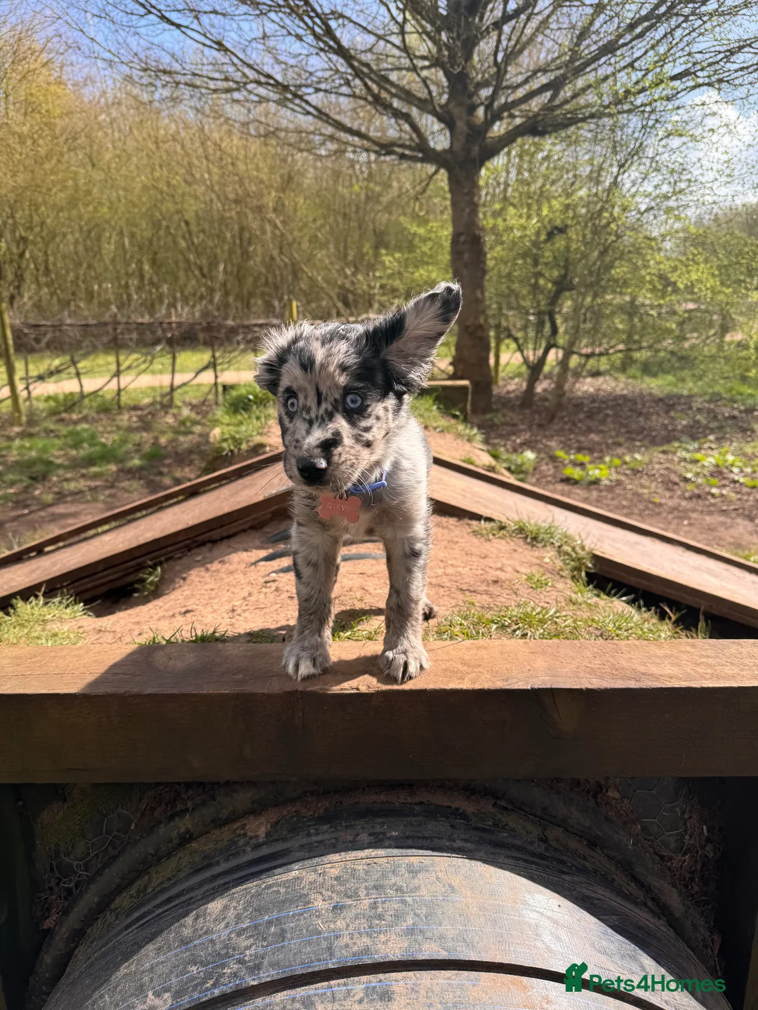 Mixed Breed dogs for sale: Stevie  - Advert 1