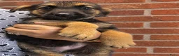 German Shepherd dogs for sale: Stunning Pedigree German Shepherd Puppies!  - Advert 8