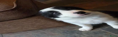 Border Collie Puppy 4