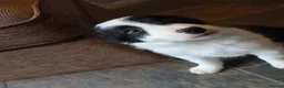 Border Collie dogs for sale: Quality Border Collie puppies  in Denbigh - Advert 7
