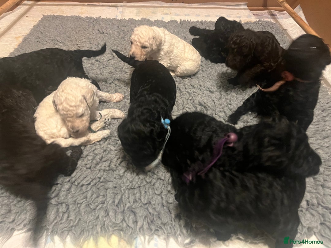 Standard Poodle dogs for sale: Standard poodle puppies  - Advert 3