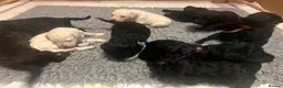 Standard Poodle dogs for sale: Standard poodle puppies ready to go  - Advert 9