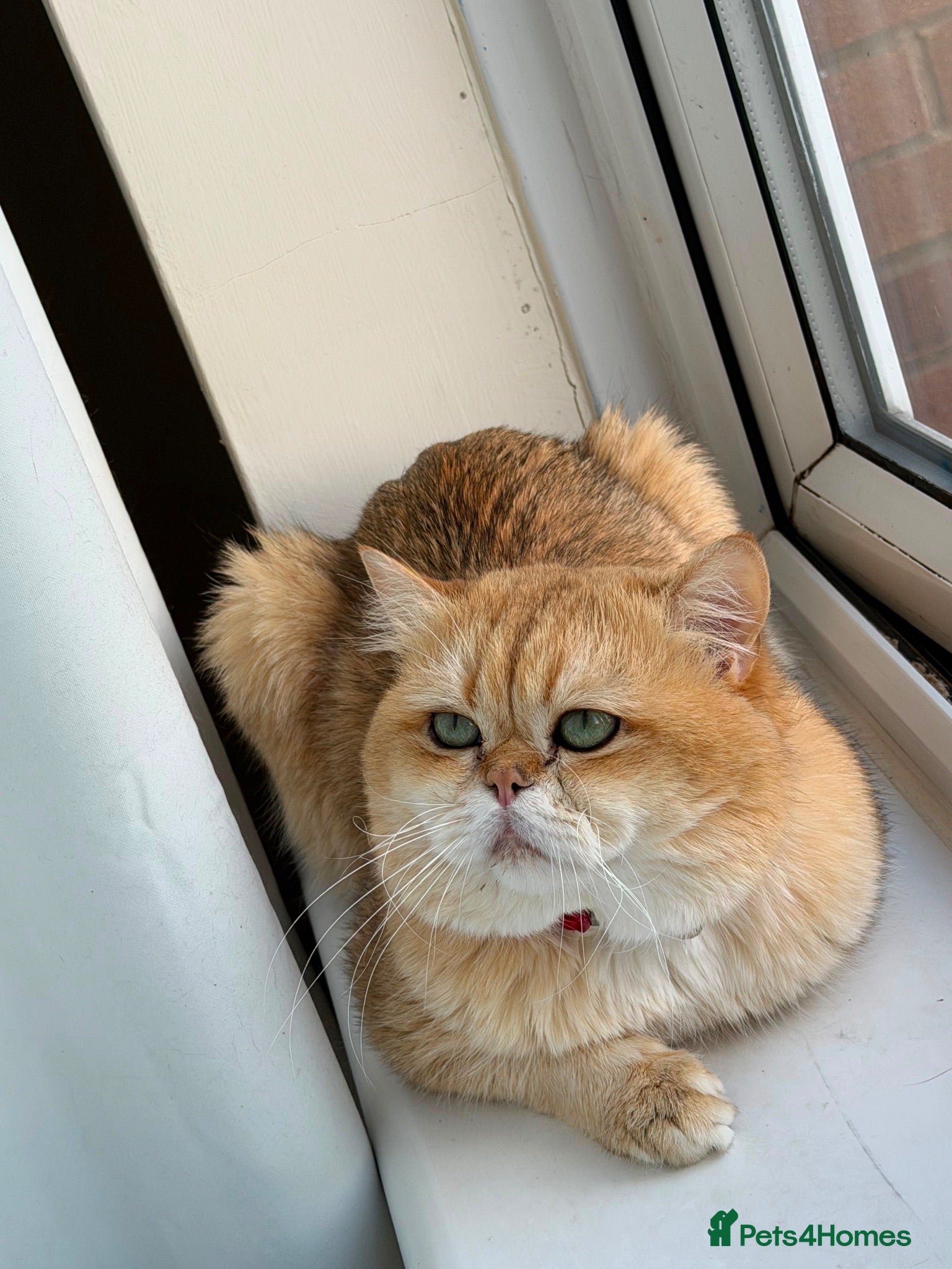 British Shorthair cats British Shorthair - Advert 1