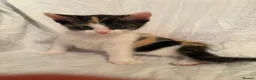 Mixed Breed cats for sale: Ragdoll mixed kittens 🐈‍⬛  - Advert 3