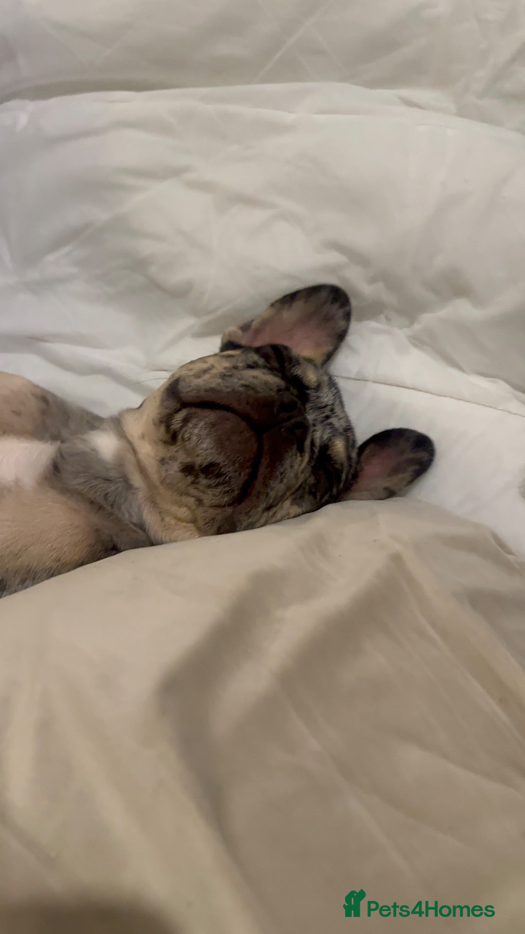 French Bulldog dogs  Gorgeous Merle French Bulldog  - Advert 1