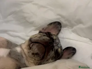 French Bulldog dogs Gorgeous Merle French Bulldog - Advert 1
