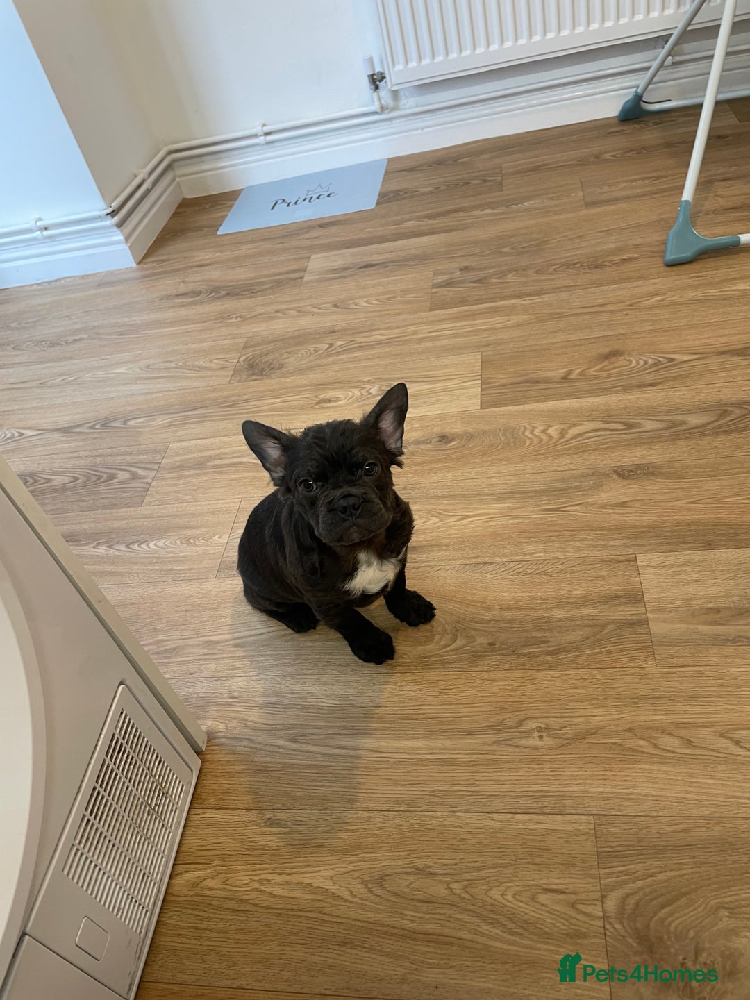 French Bulldog dogs for sale: Fluffy French Bulldog  - Image 3