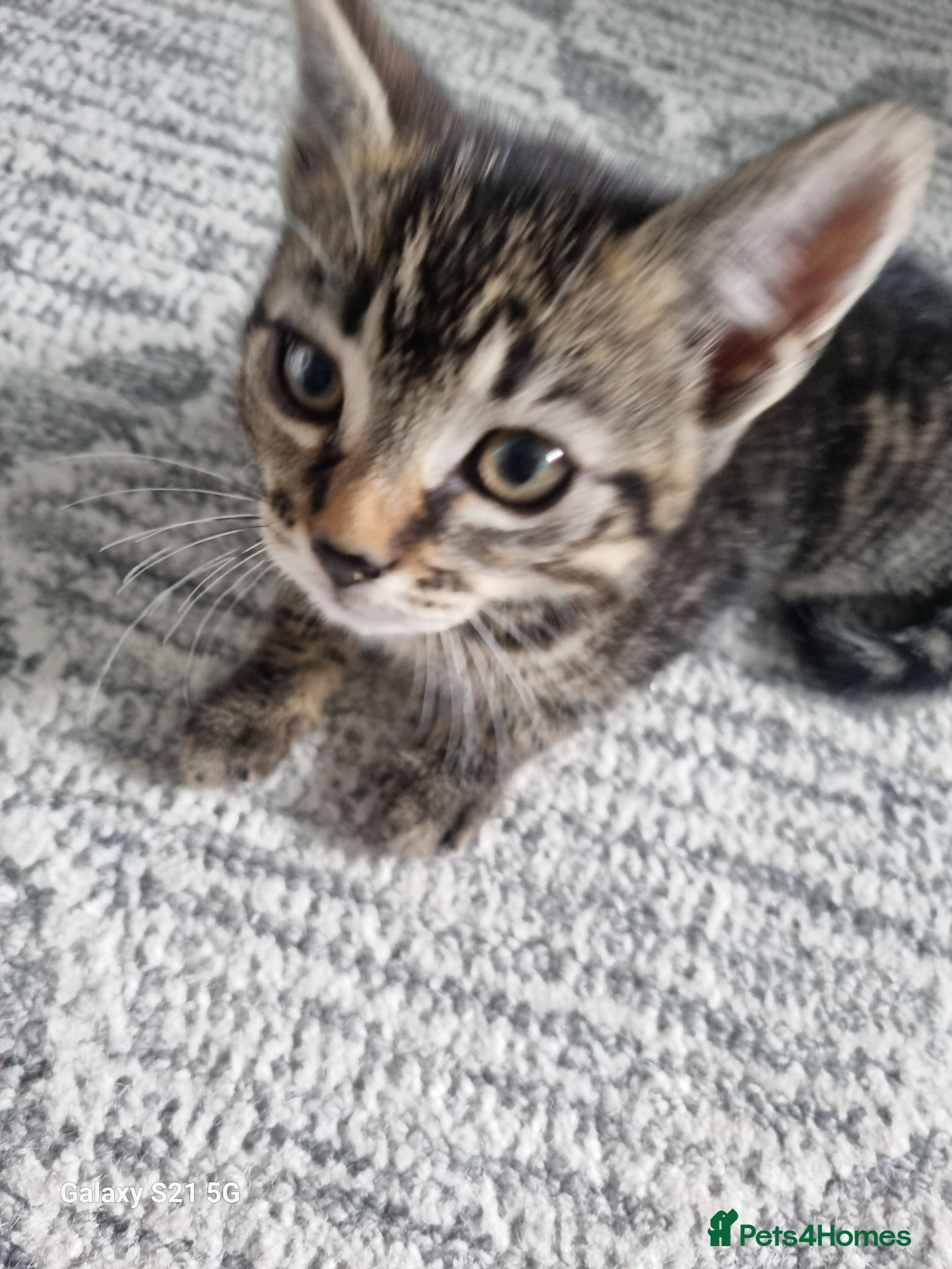 Domestic Shorthair cats one tabby and one black and white kittens - Advert 1