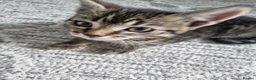 Domestic Shorthair cats for sale: one tabby and one black and white kittens - Advert 1