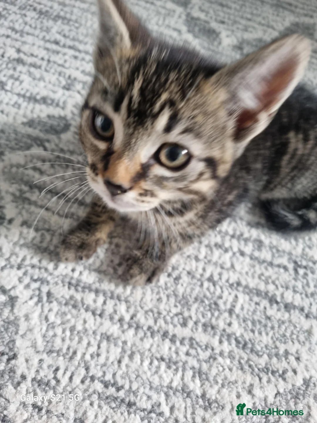 Domestic Shorthair cats for sale: one tabby and one black and white kittens - Advert 1