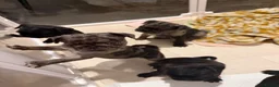 Pug dogs for sale: Pug puppies  in Dumfries - Advert 2